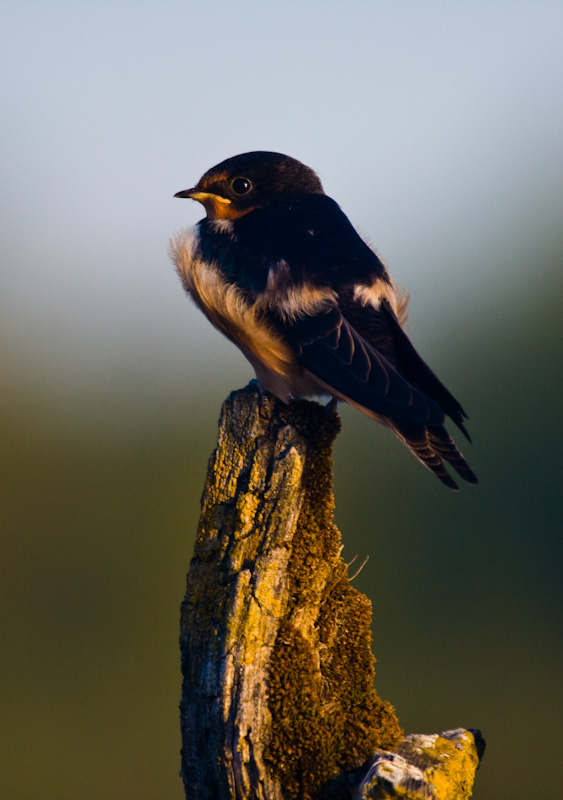 Barn Swallow